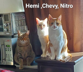 Hemi, Chevy and Nitro