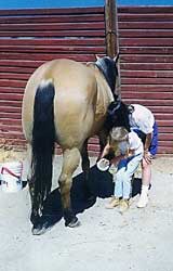 horse back riding lessons california
