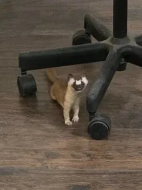 The weasel that's been living under Marc's office chair